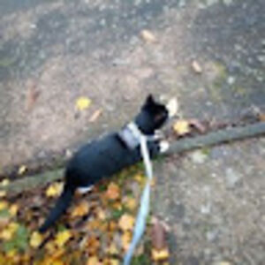 buddydadragon avatar