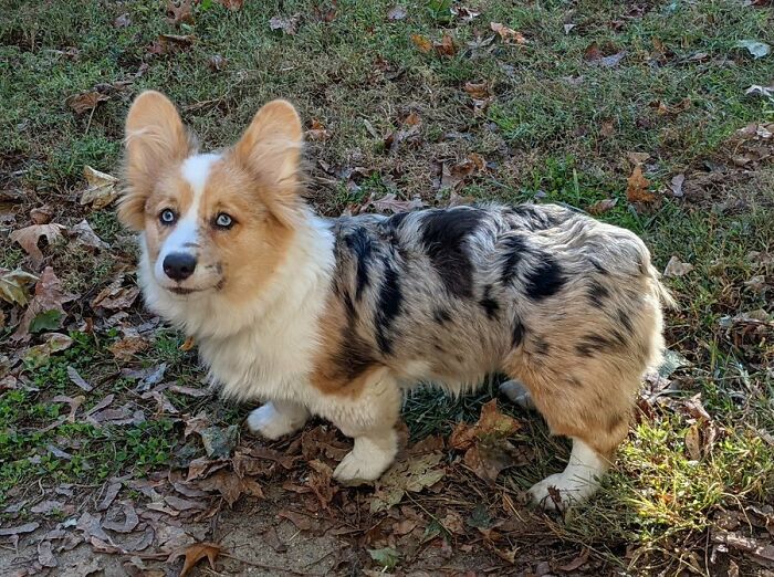 Aussie Corgi Mix, With Spectacular Aussie Fur And Blue Eyes