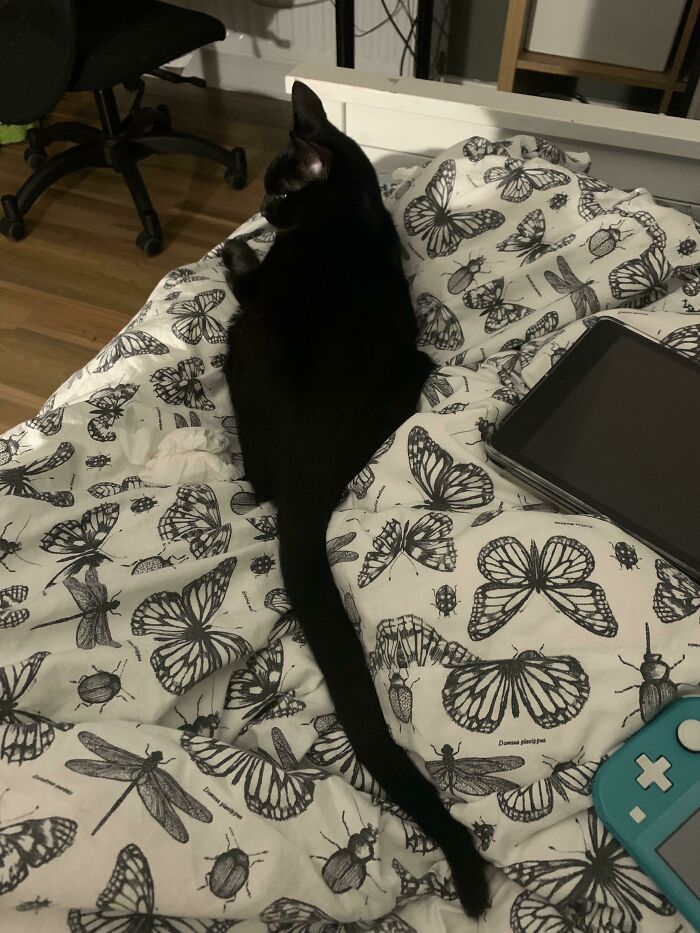 Dexter y su cola inusualmente larga