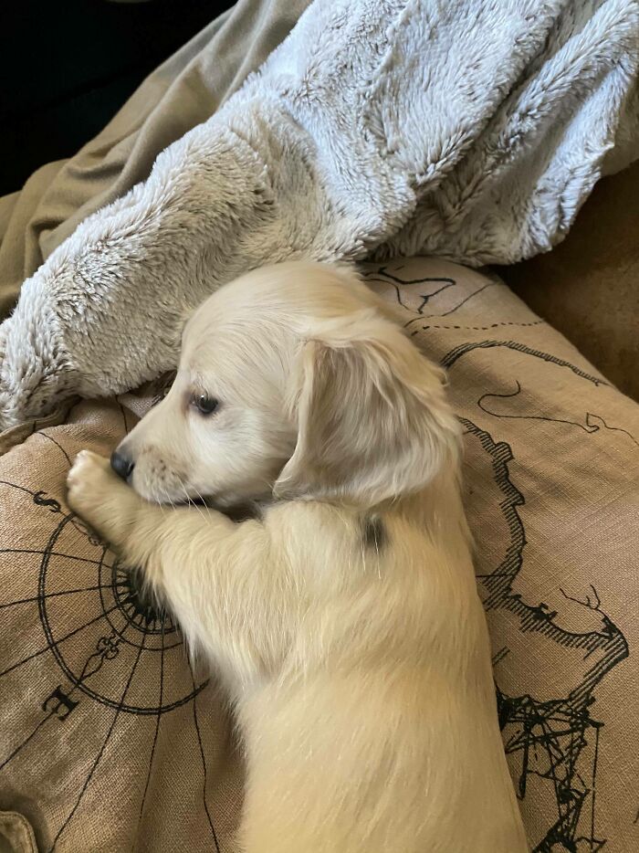 Bonnie The English Cream Dachshund Puppy Has A Somatic Mutation (Black Spot) That We Think Makes Her Heckin Rare