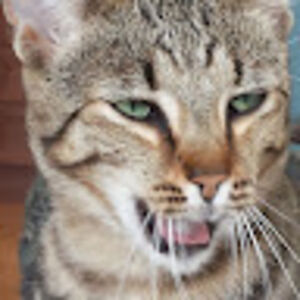 christinebeard avatar