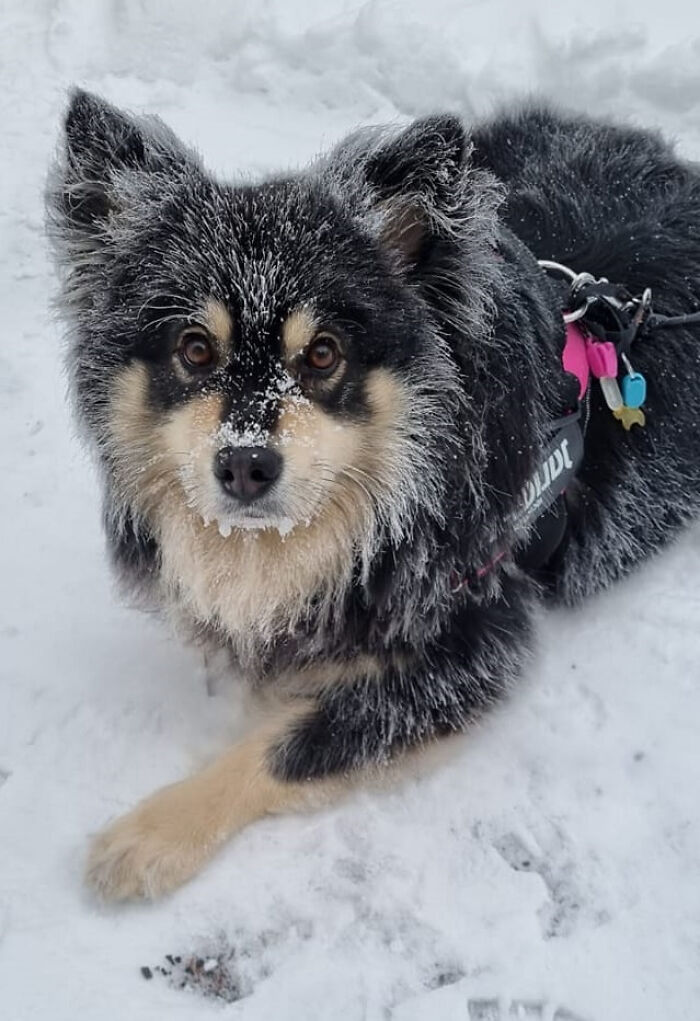 A Frosted Finnish Lapphund
