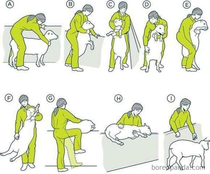 How To Move A Lamb Over A Small Wall