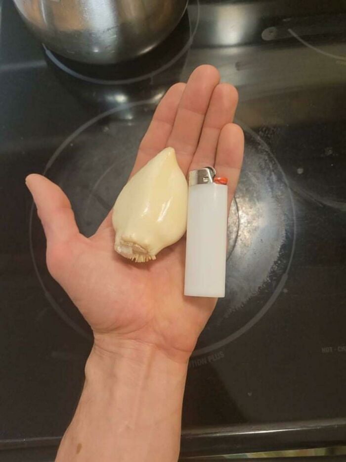 Gigantic Home Grown Garlic Clove!