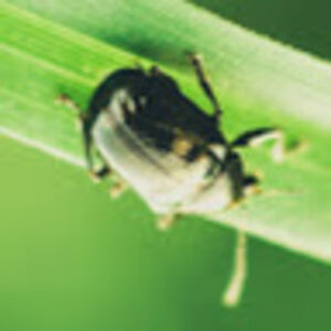 bugmanpestcontrol avatar