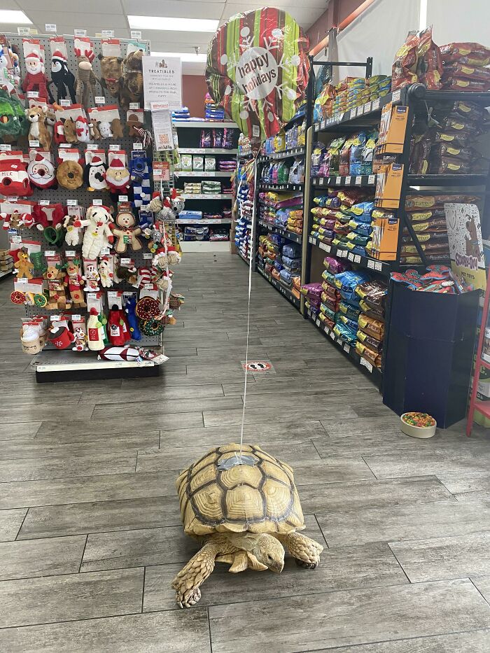 This Is Fred. Fred Is 21 Years Old And Lives At Petland In Orlando Florida
