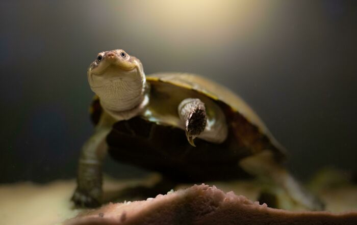 Stormageddon: Dark Lord Of All, The African Side-Neck Turtle