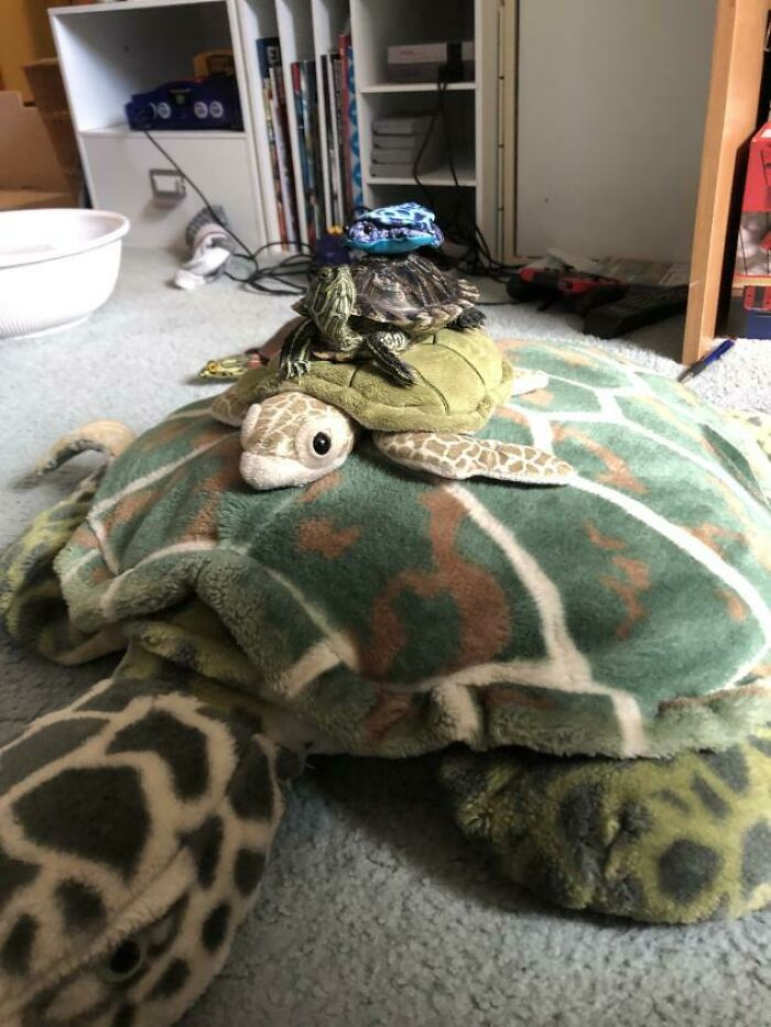 I Made A Turtle Stack While She Was Out For A Walk