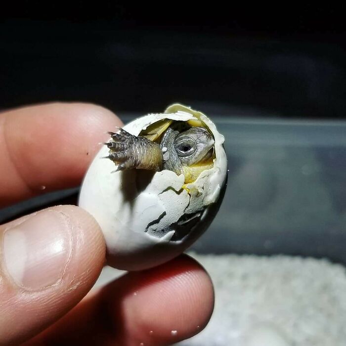 One Of My Endangered Blanding's Turtles Emydoidea Blandingii Taking Her First Breath In My Fingers