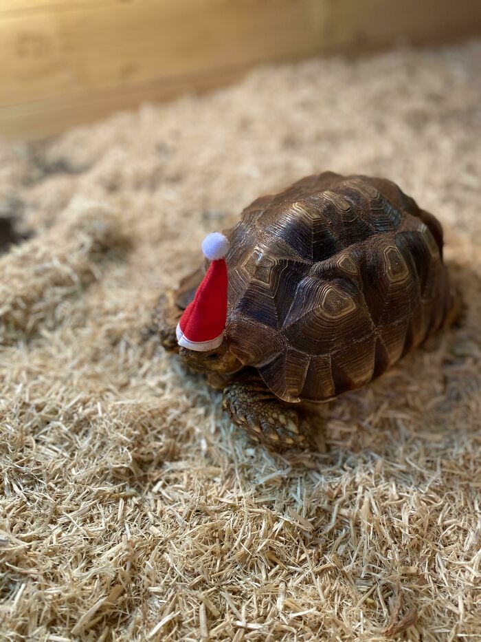 If Your Presents Arrived Late, It’s Because Santa’s Helpers Are A Little Slower Than Normal