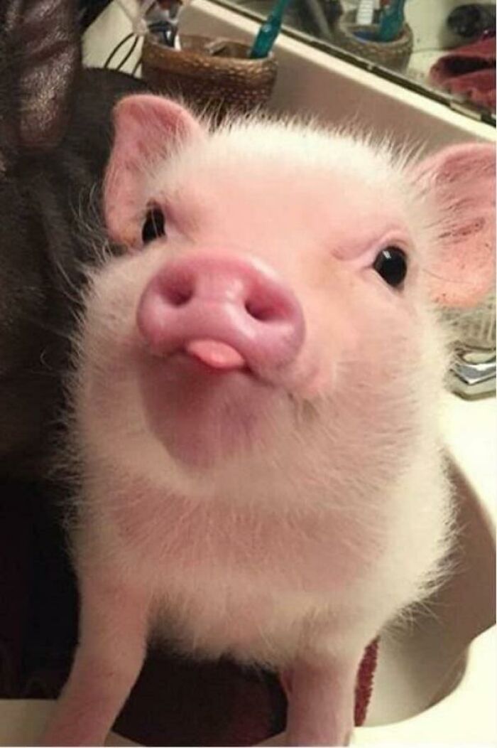 Piglet portrait showing its tongue