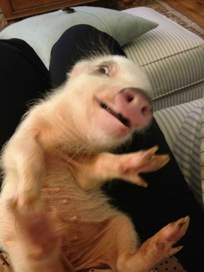 Derpy Pig