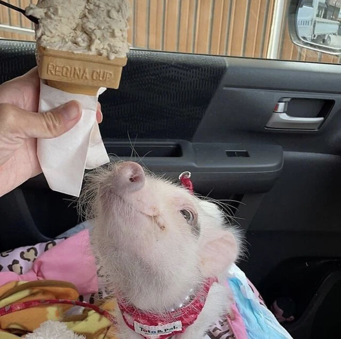 Piglet Waiting For Ice Cream Hehe