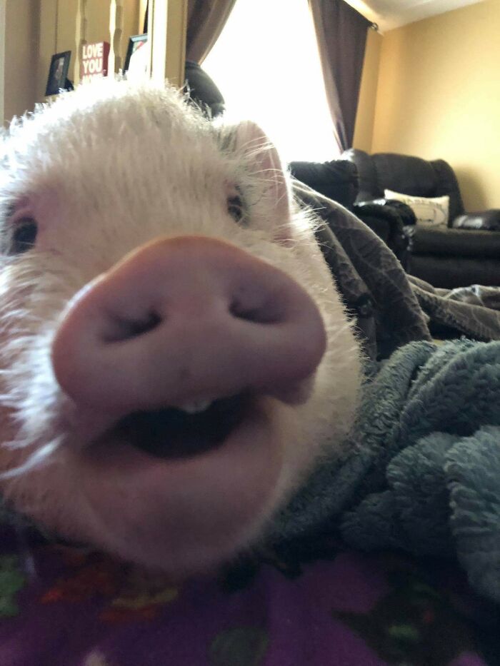 When You Find Out That "Mini" Pigs Don't Stay Small