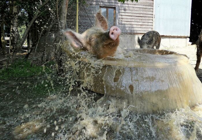 Lola Taking A Bath. 3 Years Ago We Saved Her From Death And Now Look How She Is Enjoying Her Life. Now They Have A Big Pond And She Doesn't Fit In The Bathtub Anymore 
