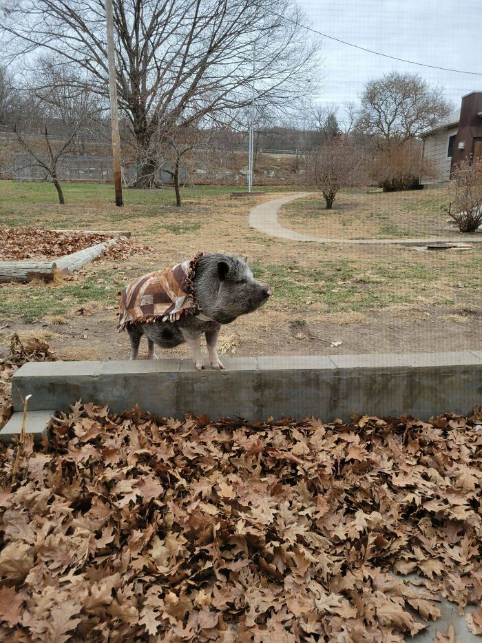 This Is My Mom’s Pet Pig, Rudy. She Made Him A Jacket!