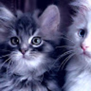 hadiachaudhary avatar