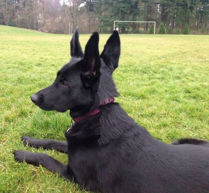 This Was An Accidental Panoramic Glitch Picture I Took Ten Years Ago. No Photoshop Or Any Editing. My Dog Just Happened To Turn Her Head At Just The Wrong/Absolutely Right Time