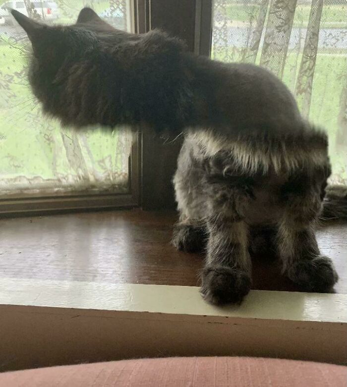 Blursed Panorama Cat