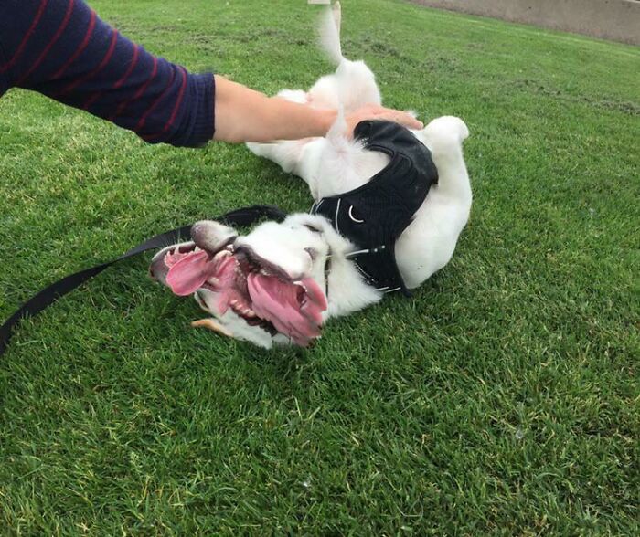 Panoramic Of Our Dog Rolling On Her Back Accidentally Unleashed A Demon