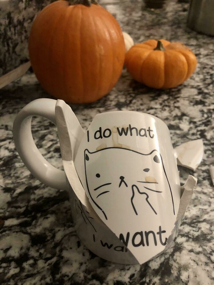 Adivina qué tipo de animal empujó despreocupadamente mi taza de la mesa