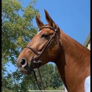 buffyhanschka avatar