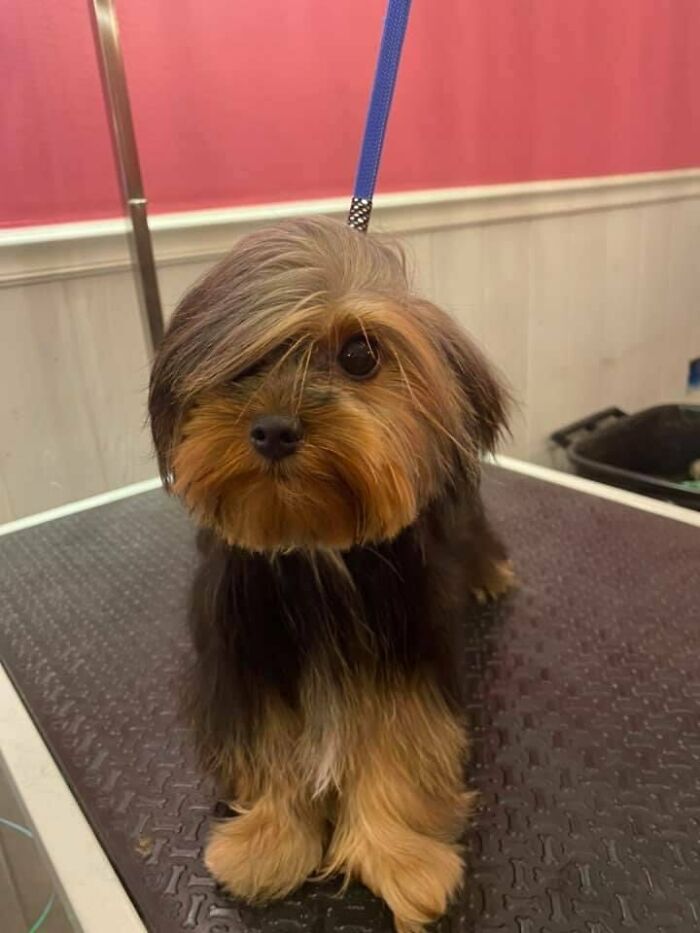 This Is Rux. He Needs Everyone To Know This Is Not A Phase.