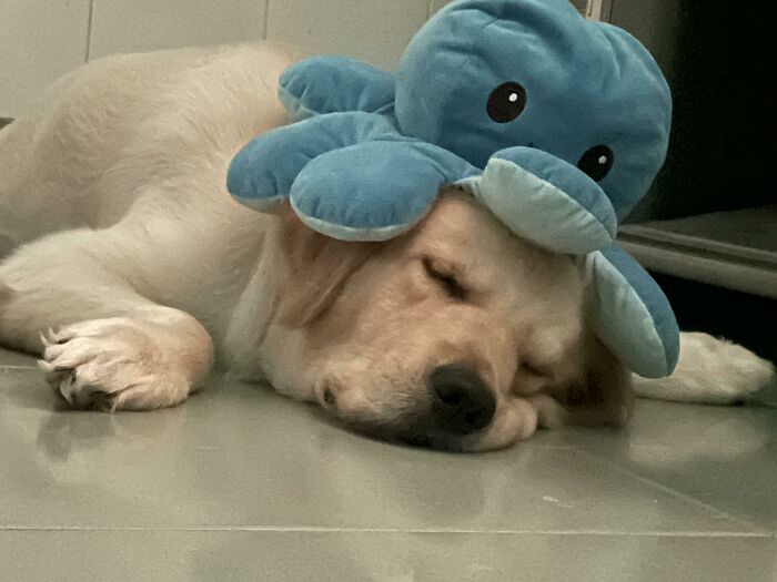 Cute dog sleeping on the floor with a blue stuffed octopus on its head, showcasing one of the cutest dogs ever.