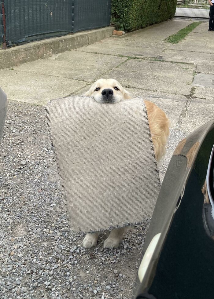 Perrete golden retriever sosteniendo una alfombra pequeña mientras espera cerca de un auto en un camino de grava.