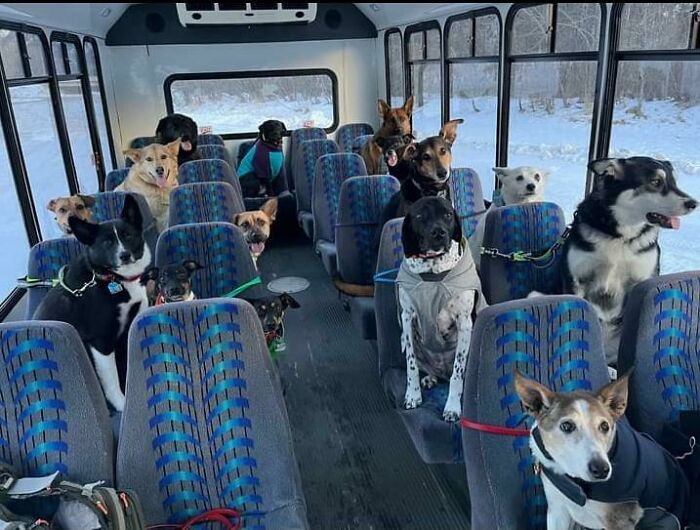 Wife And I Got A Bus For Our Dog Business!
