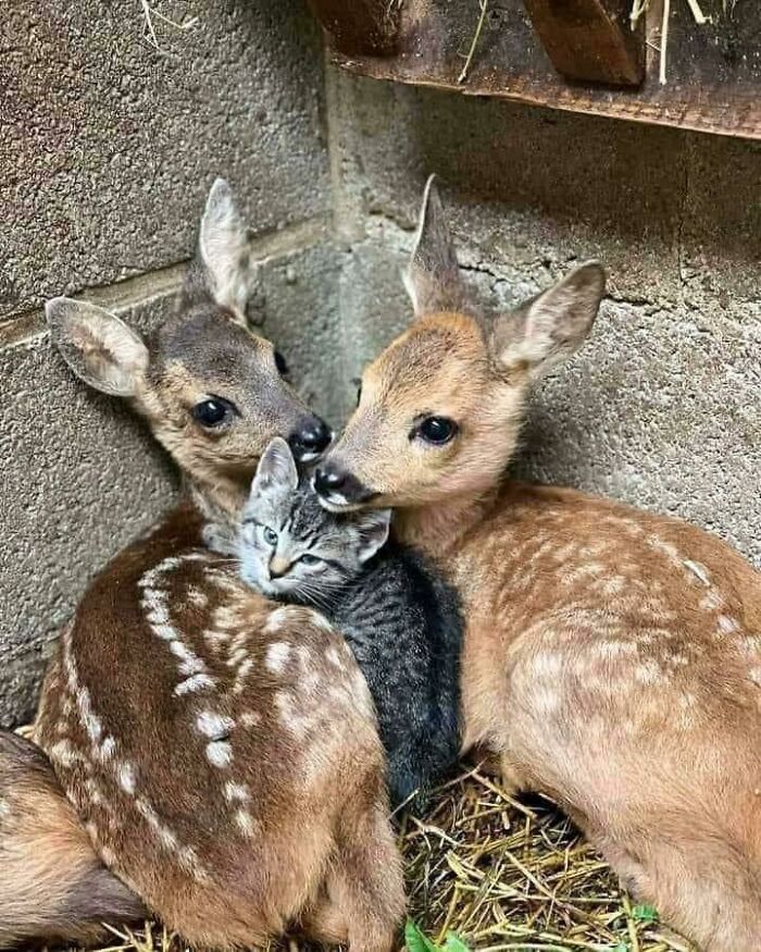 Two fawn deer cuddling closely with a small gray kitten in a cozy corner of a barn, showing adorable animal moments.