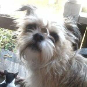 picklesboothe avatar