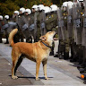 tigerente0815 avatar