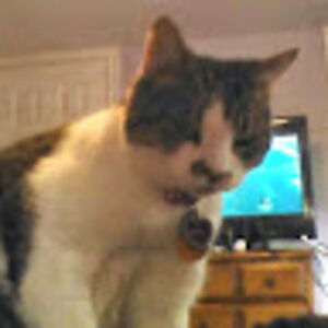 joni-leesmith avatar