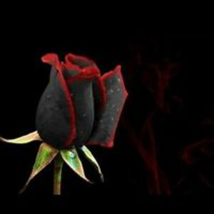 valuedcustomer_sroka avatar