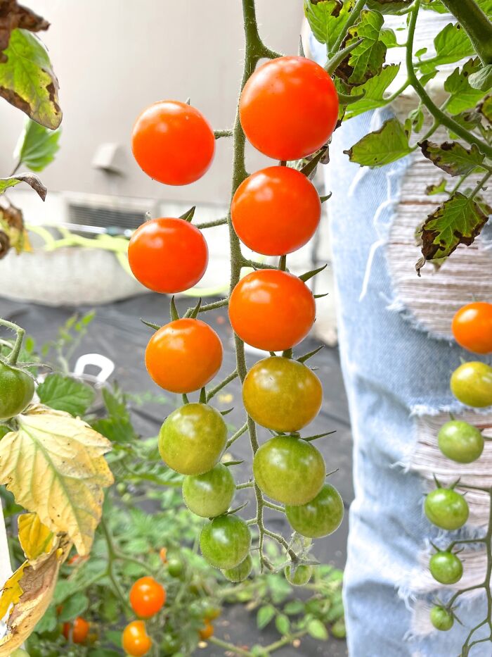 The Gradient On My Cherry Tomato Plant