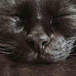 peluche_lechat avatar