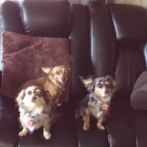 vsfakebook2017 avatar