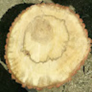 hans-jurgenfischer avatar