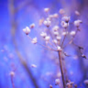 hananozdenmark avatar