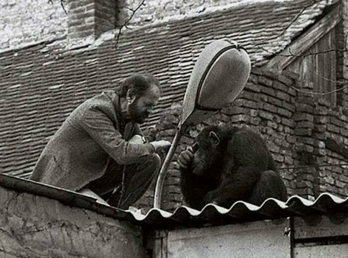 Man and chimpanzee in deep thought on a rooftop, illustrating historical perspective and communication.