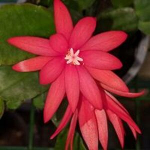 jaime_escobedo avatar