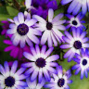 wyldecreations avatar