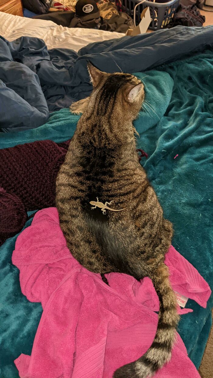 Esto es algo que sucede a menudo… ¡Siempre hace nuevos amigos!