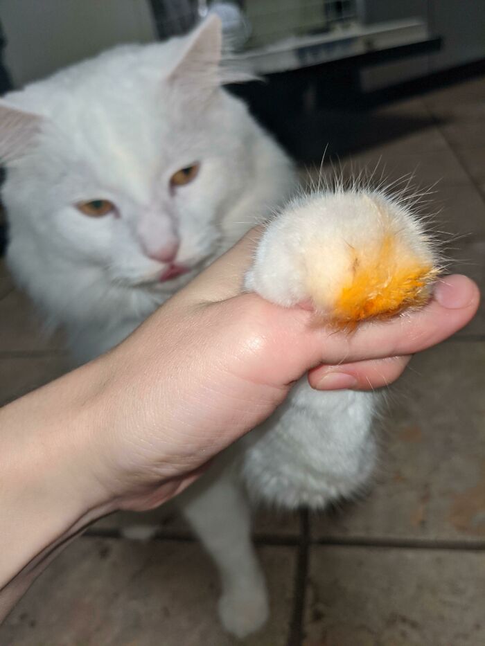 Tofu Was Caught "Red Handed" With His Paw In The Marinara