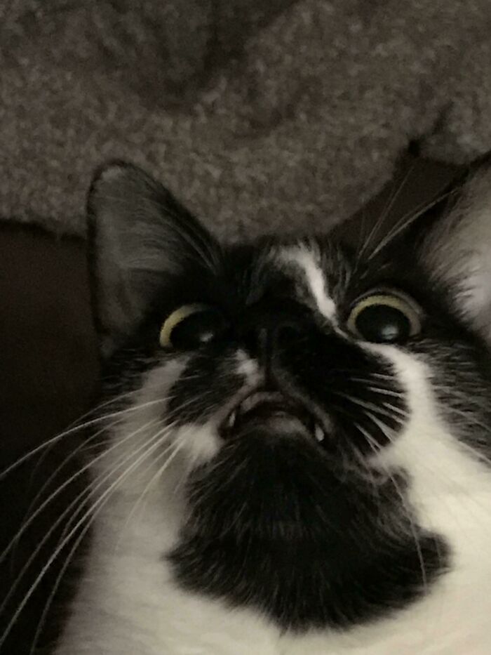 Zig vio una polilla en el techo 