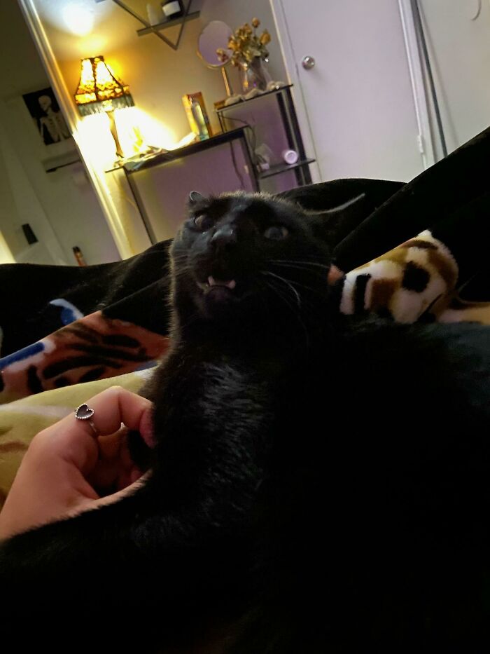 Se metió en mi casa hace una semana y todavía no se ha ido… ¿Ayuda? 