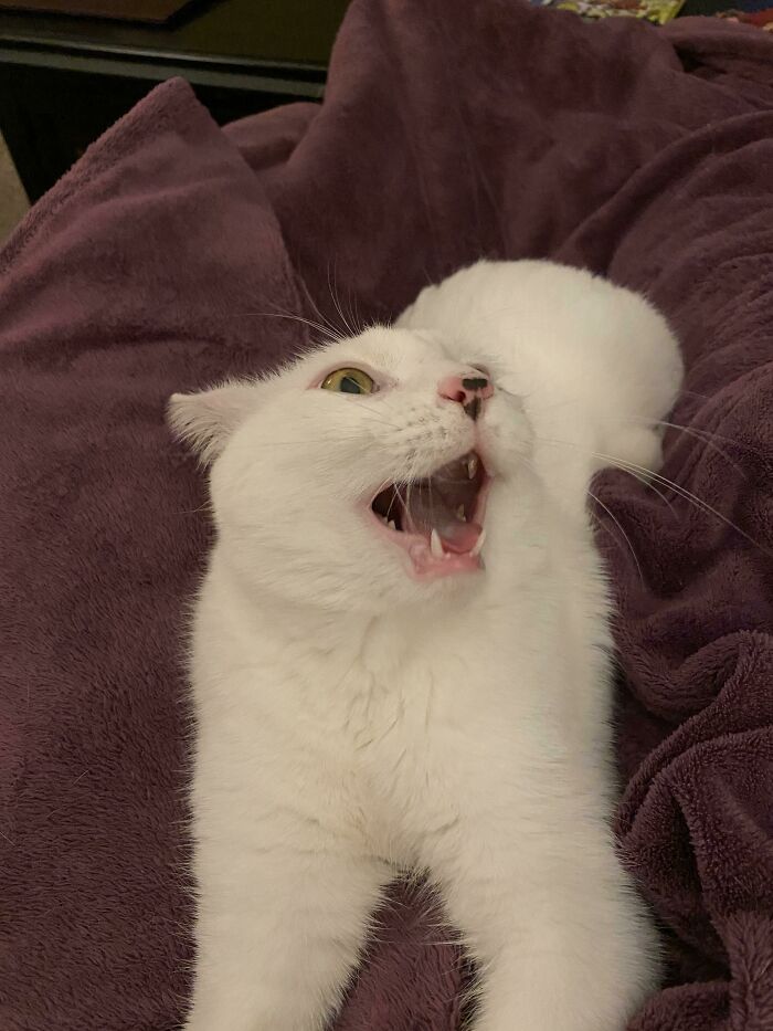 Caught Him Mid Sneeze But It Just Looks Like He’s A Derp