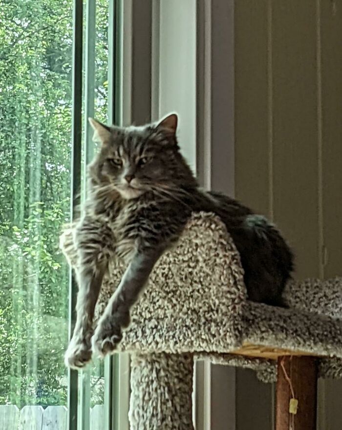 Both Of My Cats Do This On A Regular Basis