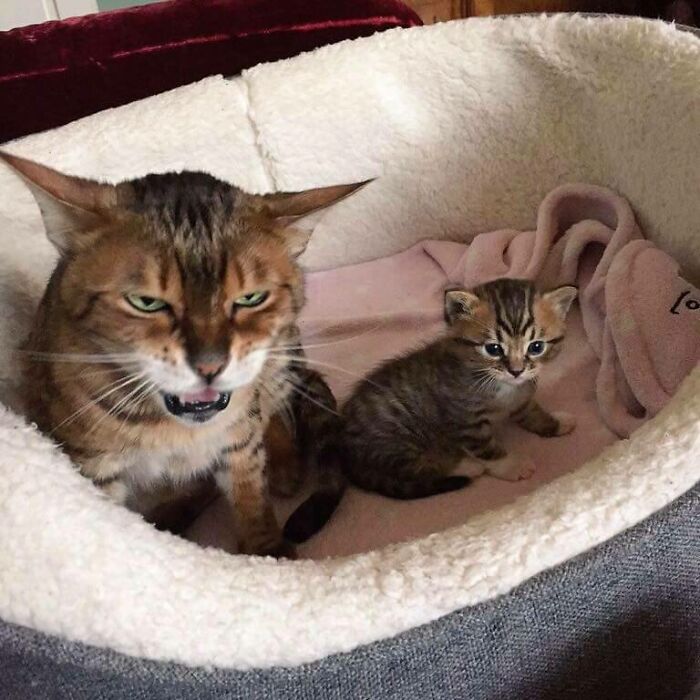 The Face Of Parenthood